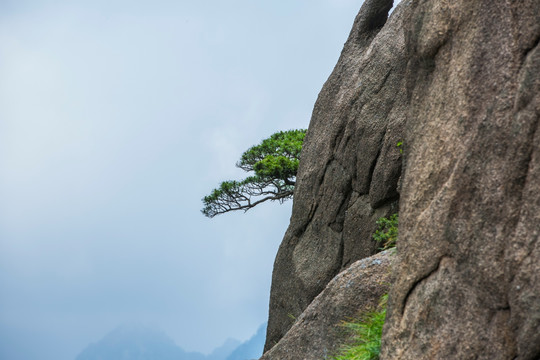 黄山奇松怪石