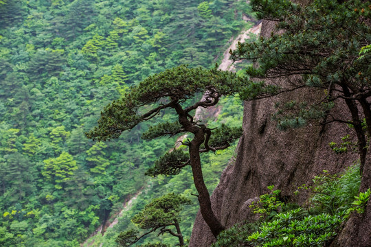 黄山奇松怪石