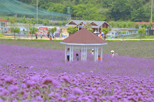 紫色花海 亭子