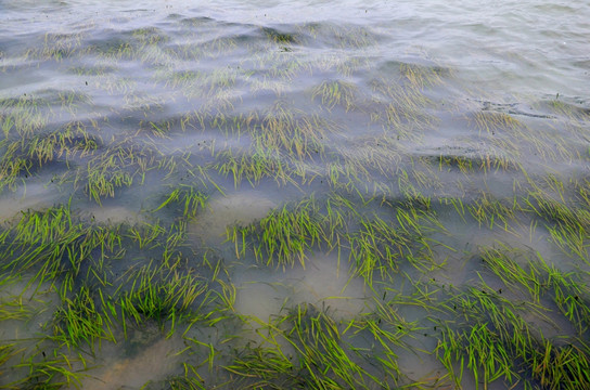 水草 水污染