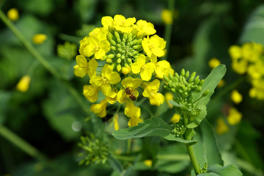 油菜花