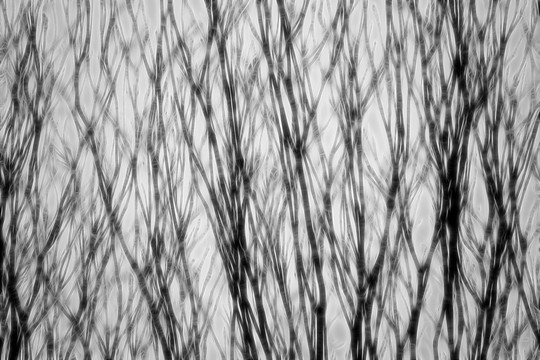 黑白抽象树枝