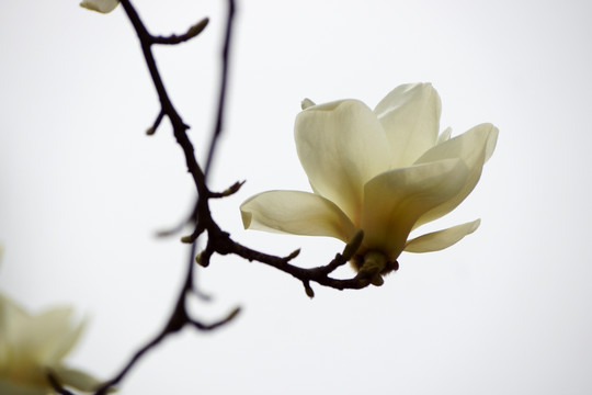 春天的白玉兰花