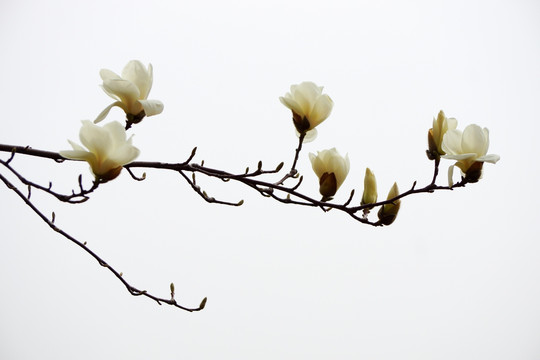 春天的白玉兰花
