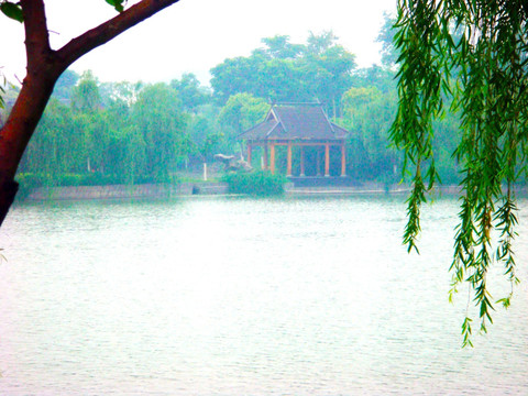 湖畔垂柳 柳树 湖边风景