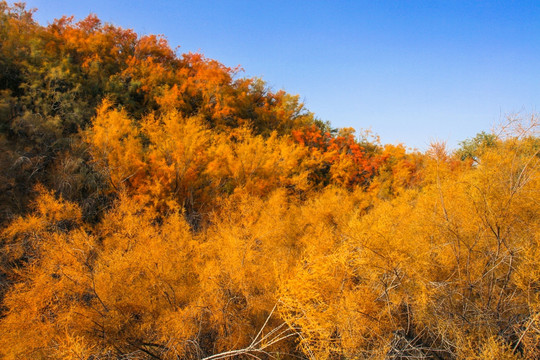 秋季金黄色树林