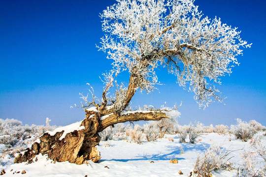 甘家湖自然保护区雪地甘家湖自然