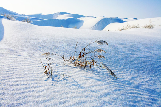 沙漠冬季雪地枯草