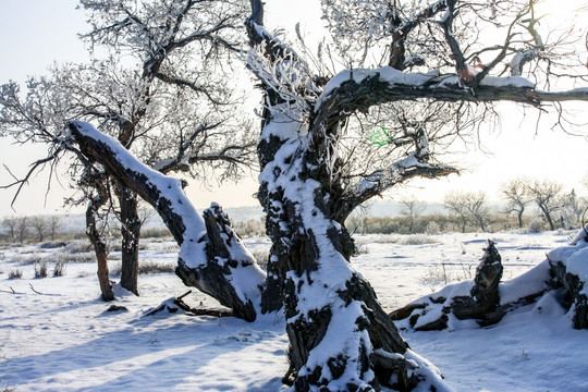 甘家湖自然保护区雪地胡杨林