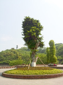 绿色植物