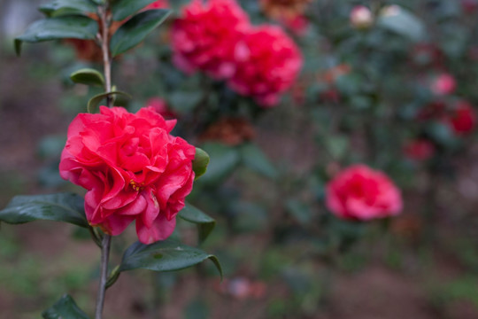 山茶花