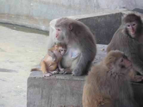 猴山 动物园 母爱 猴子 石头