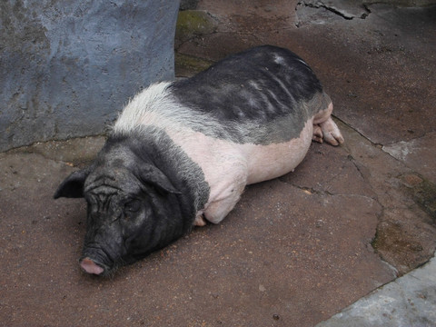 徐州 动物园 公园 猪 黑白