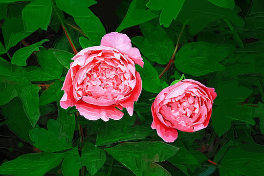牡丹花油畫