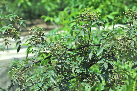 花椒树  花椒园  花椒种植