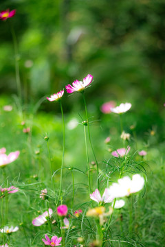 格桑花