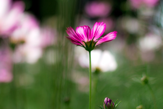 格桑花