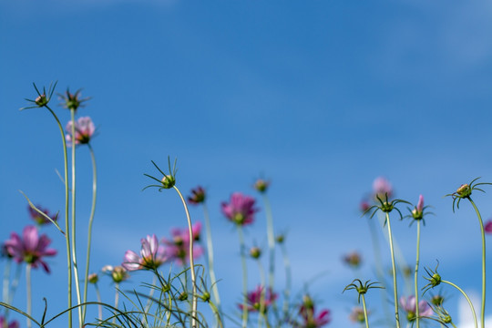 格桑花