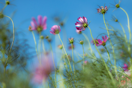 格桑花