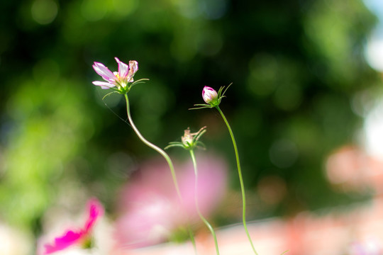 格桑花