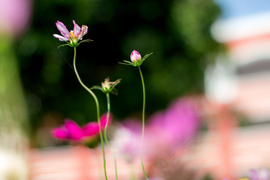 格桑花