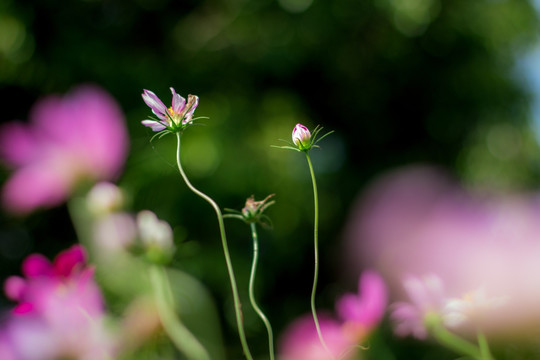 格桑花