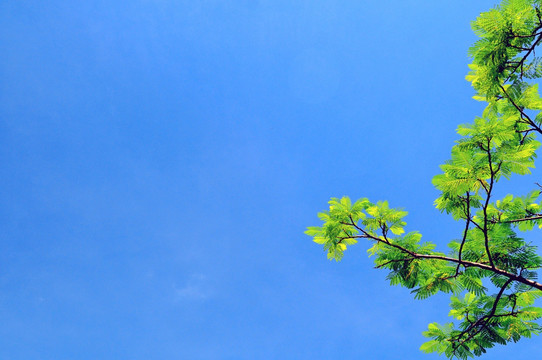 蔚蓝色的天空 绿色植物 晴空