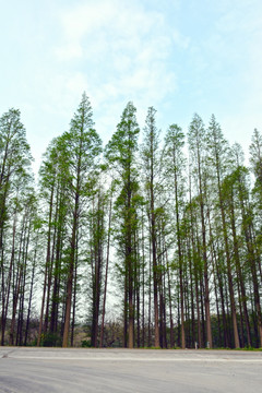 水杉树