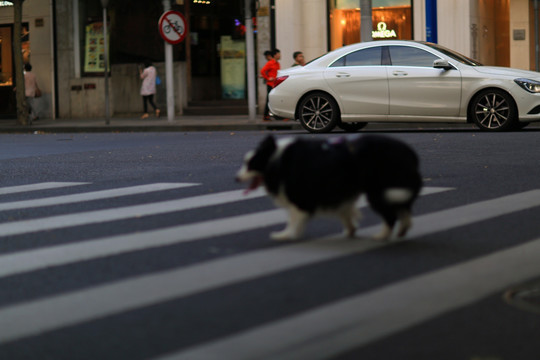 南京西路遛狗