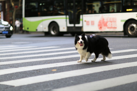 南京西路遛狗