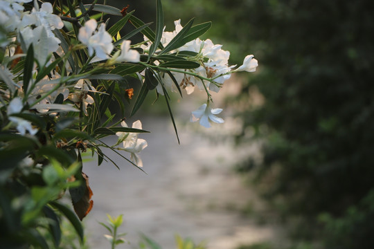 一支小白花