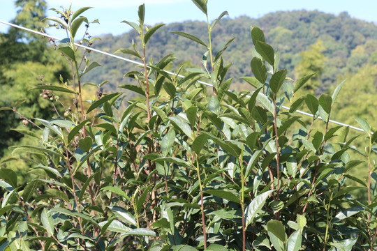 麻黑古树茶