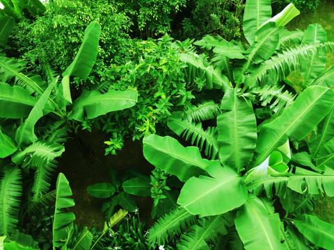 绿色热带植物背景