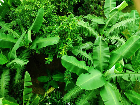 绿色热带植物背景