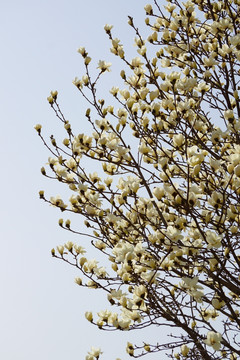 玉兰花枝