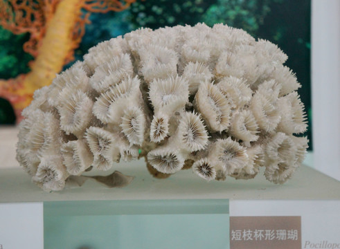 短枝杯珊瑚