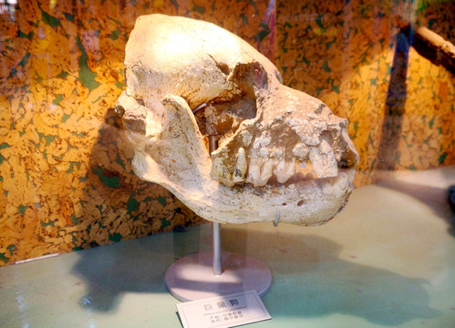 巨鬣狗化石