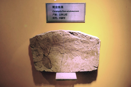 中新世尾金鱼藻化石