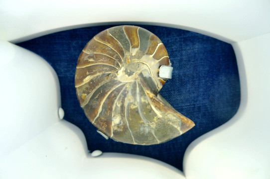 白垩世波形鹦鹉螺