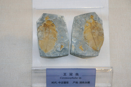 湖南永顺地区的王冠虫化石
