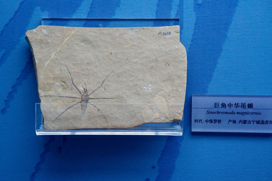 巨角中华黾化石
