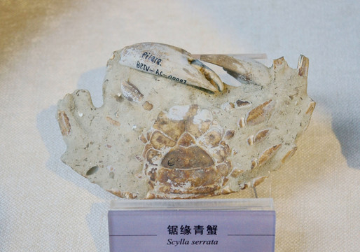 锯缘青蟹化石