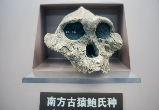 南方古猿鮑氏鐘