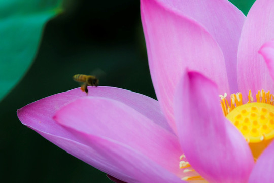 荷花与蜜蜂