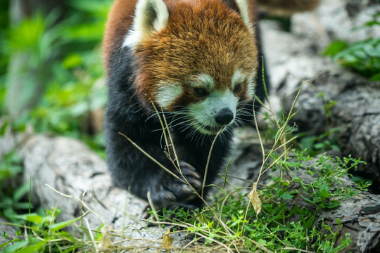 小熊猫