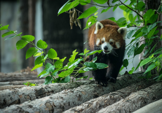 小熊猫