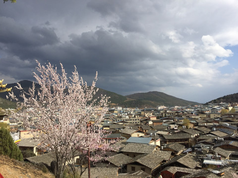 香格里拉樱花季