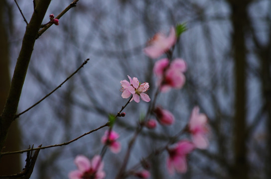 桃花