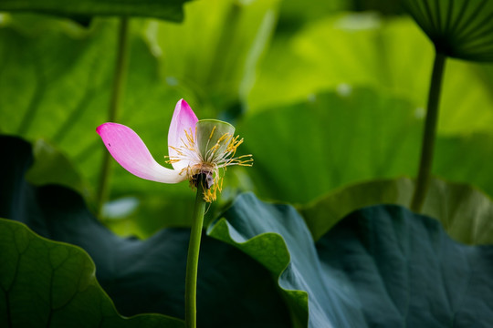 荷花