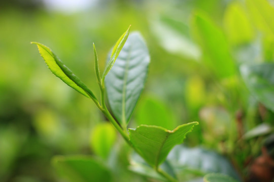 茶 茶叶 茶园